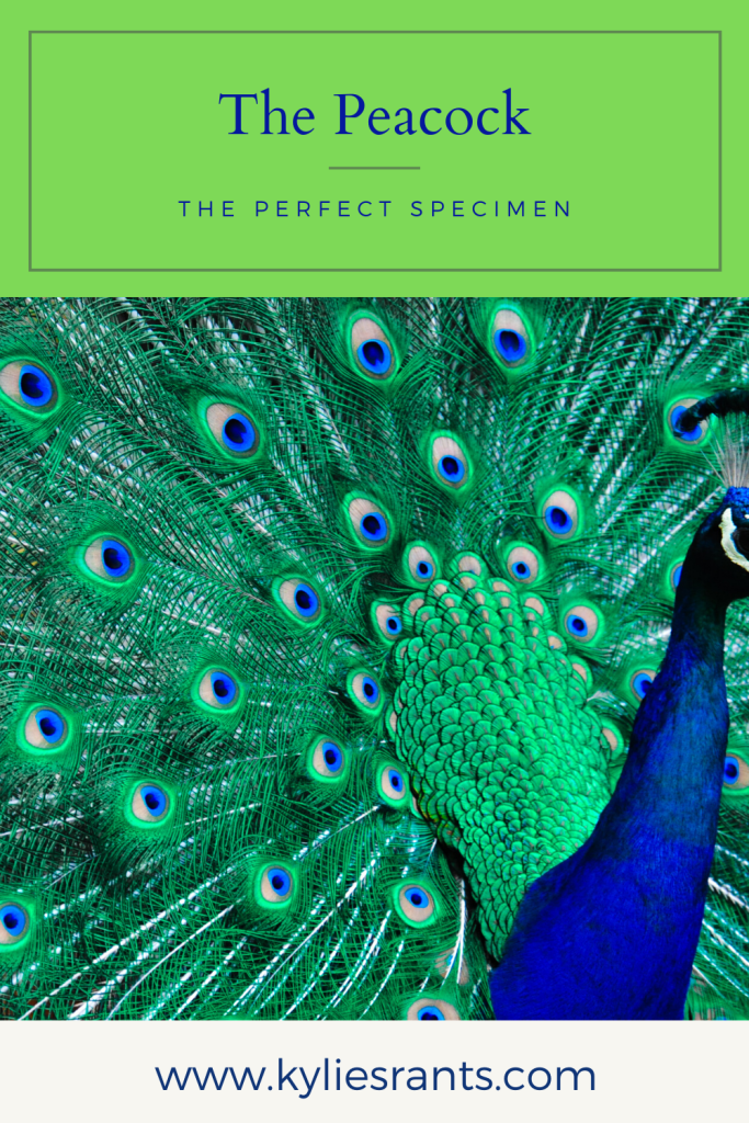Beautiful Peacock