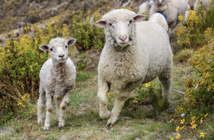 Two sheep on a grassy area.