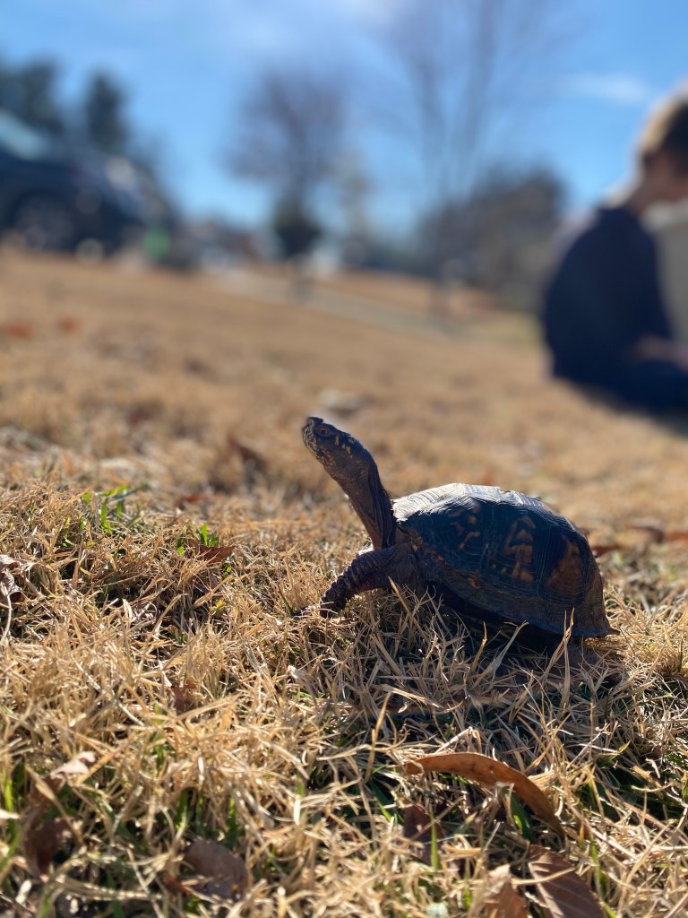 My turtle enjoying the fresh air and sunlight.